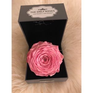 The Only Roses/Everlasting Rose/Virgo/pink